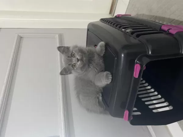 Yavru British Shorthair