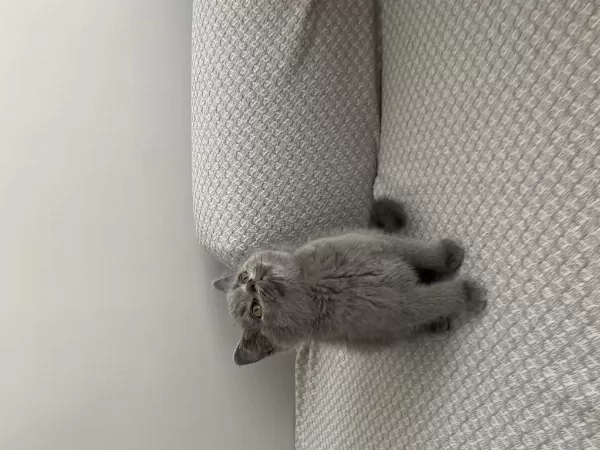 Yavru British Shorthair