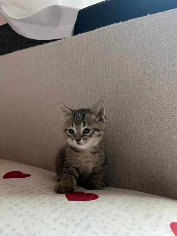 Sağlıklı British Shorthair
