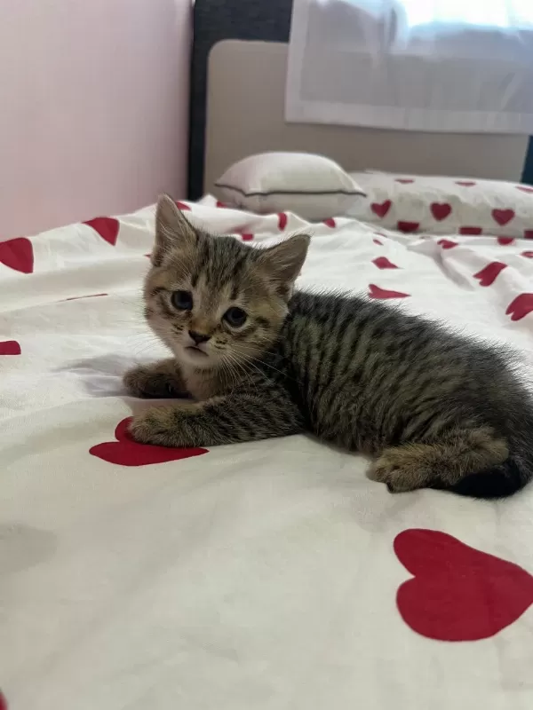 Sağlıklı British Shorthair
