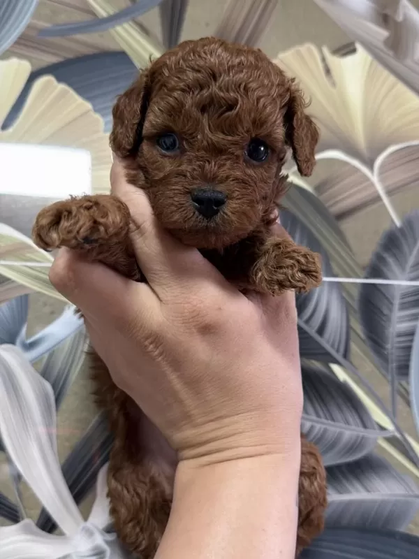 Anne Baba Kore Toy Poodle Yavrulari