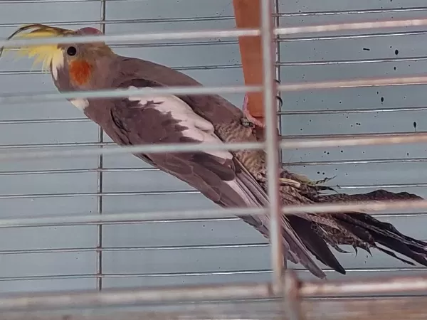 3 Aylık Erkek Sultan Papağanı