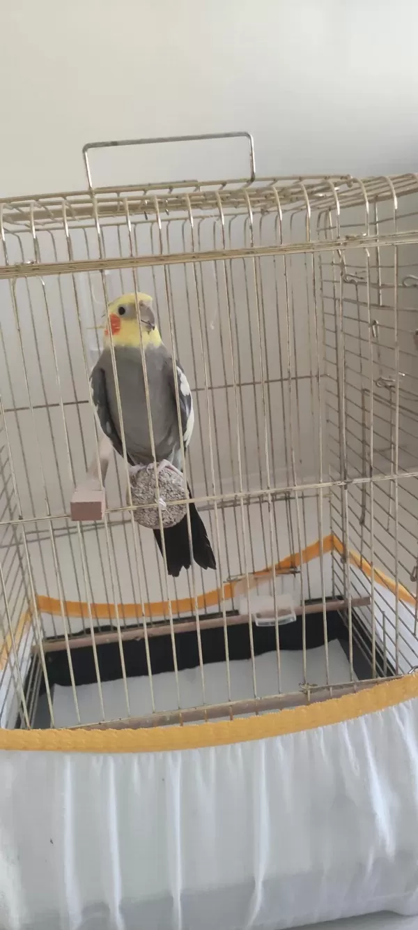 Erkek Sultan Papağanımız