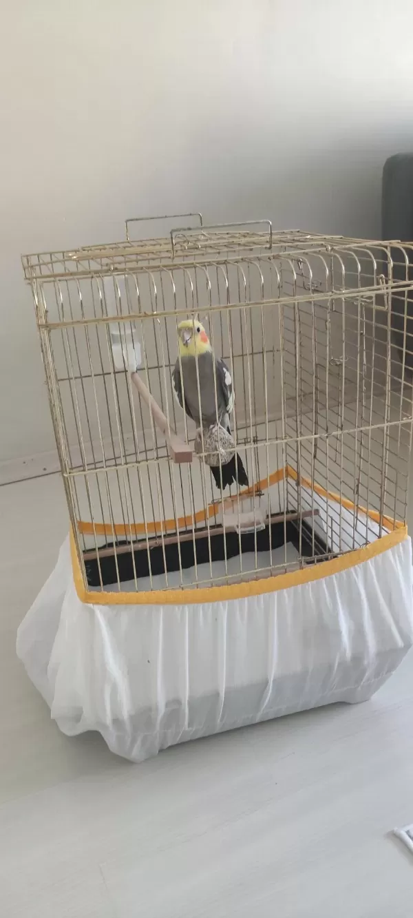Erkek Sultan Papağanımız