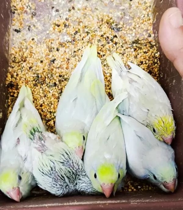 Gökkuşağı Turkuaz Erkek Forpus