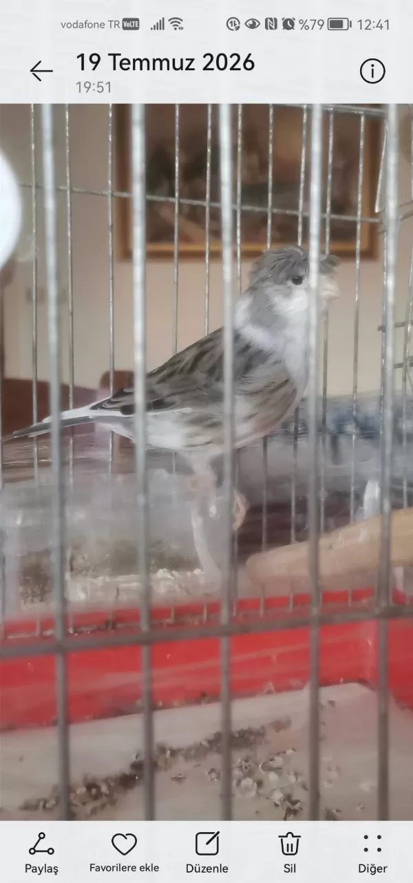 Hazır Bangir Bangir Oter Durumda Harleguin Kanarya