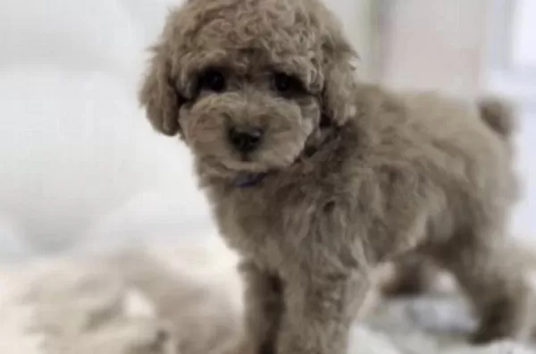 Toy Poodle Köpeğimiz