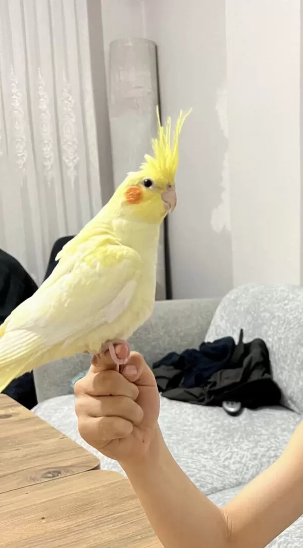 Kendini Sevdirmeye Meraklı Sultan Papağanı