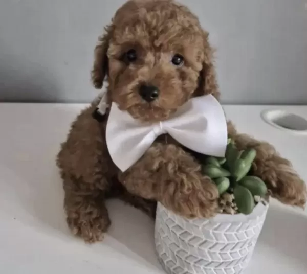 Sağlıklı Toy Poodle Köpeği