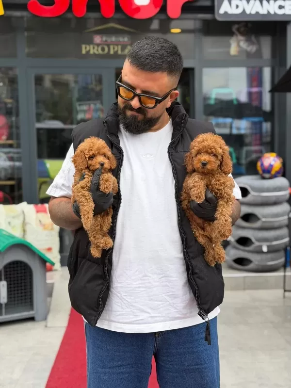 Sevgi Tadında Kore Toy Poodle Bebekler