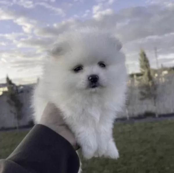 Pomeranian Boo Sağlikli Ve Bakimli