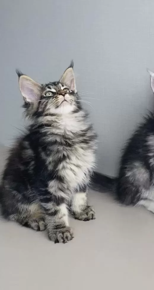 Son Kalan Xxl Mainr Coon Değerinin Altında Verilecek