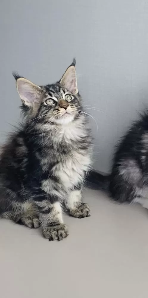 Son Kalan Xxl Mainr Coon Değerinin Altında Verilecek