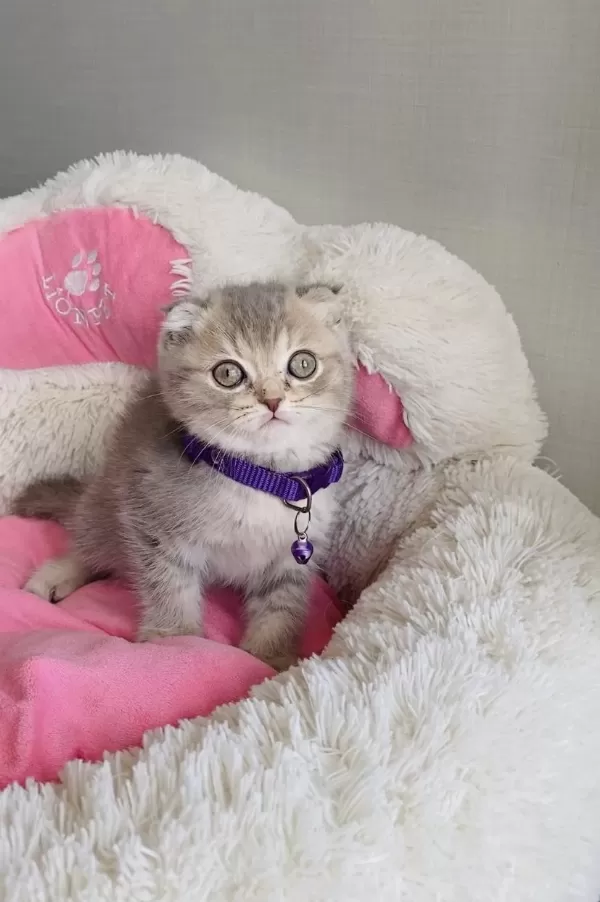 Orjinal Lilac Tabby Scotısh Fold Bebeğim