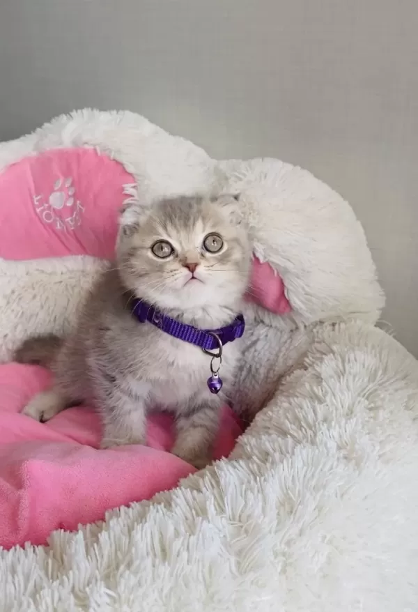 Orjinal Lilac Tabby Scotısh Fold Bebeğim