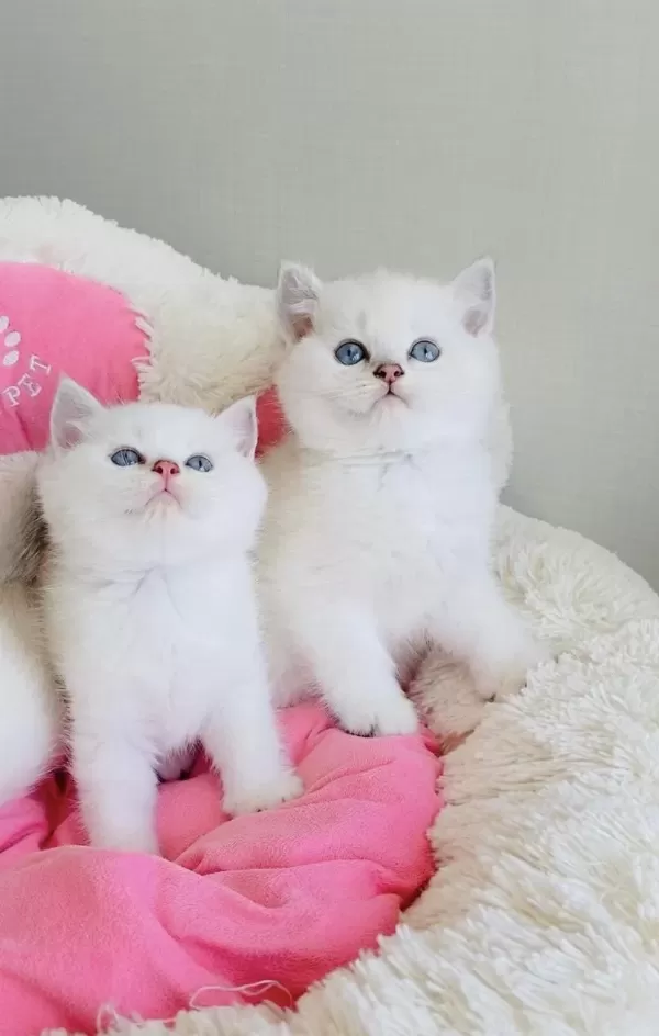 Maviş Ns1133 British Shorthair Bebekleirm