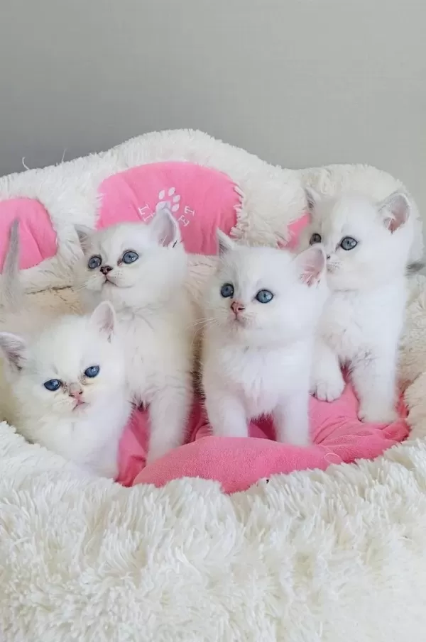 Maviş Ns1133 British Shorthair Bebekleirm