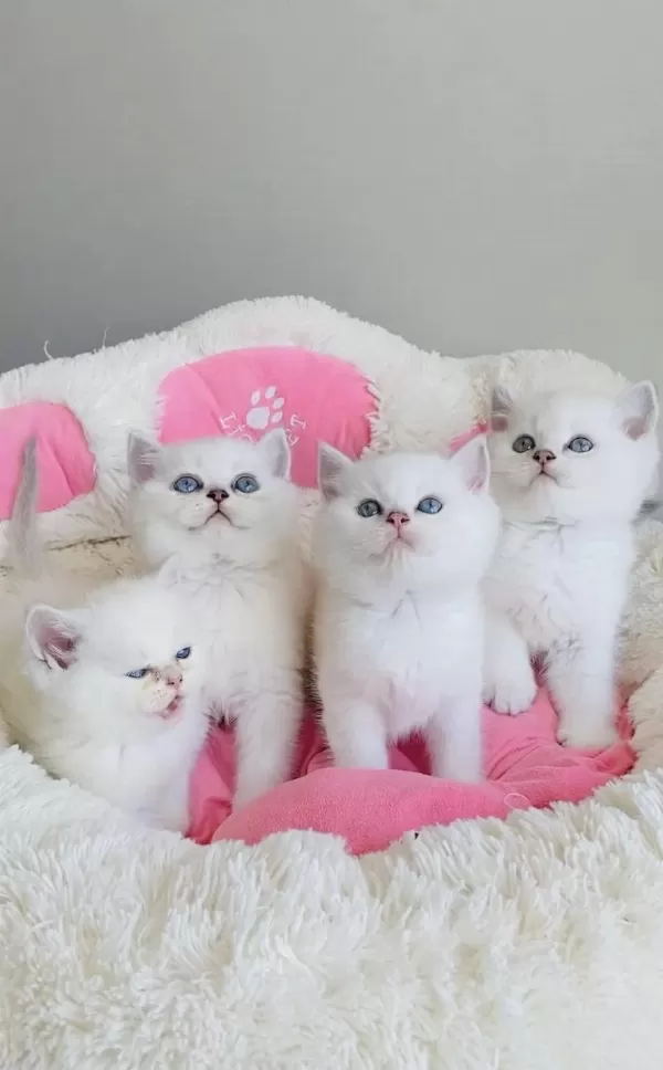 Maviş Ns1133 British Shorthair Bebekleirm