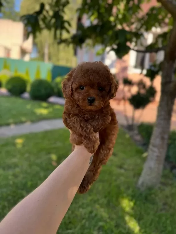Red Toy Poodle Yavrulari