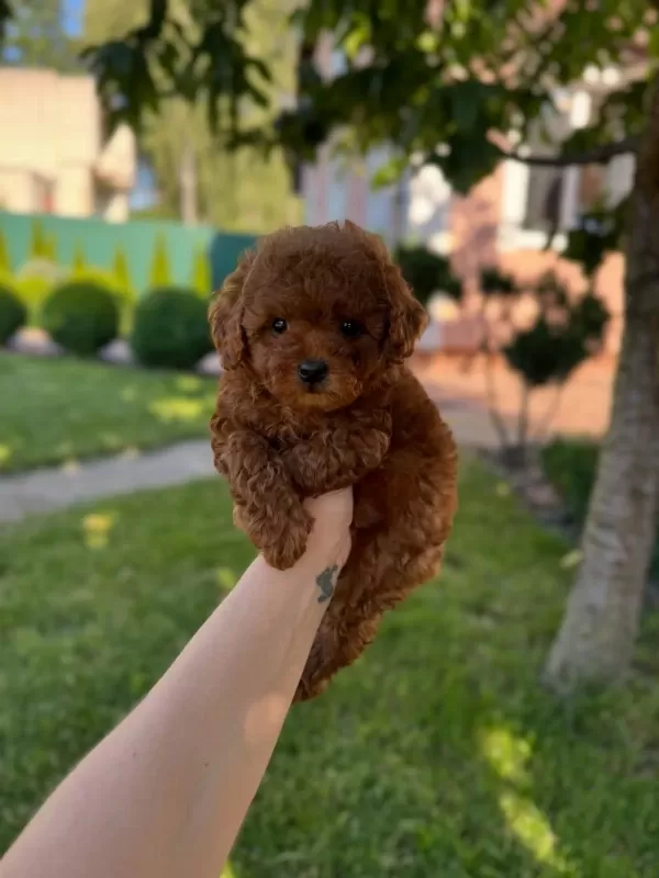 Red Toy Poodle Yavrulari