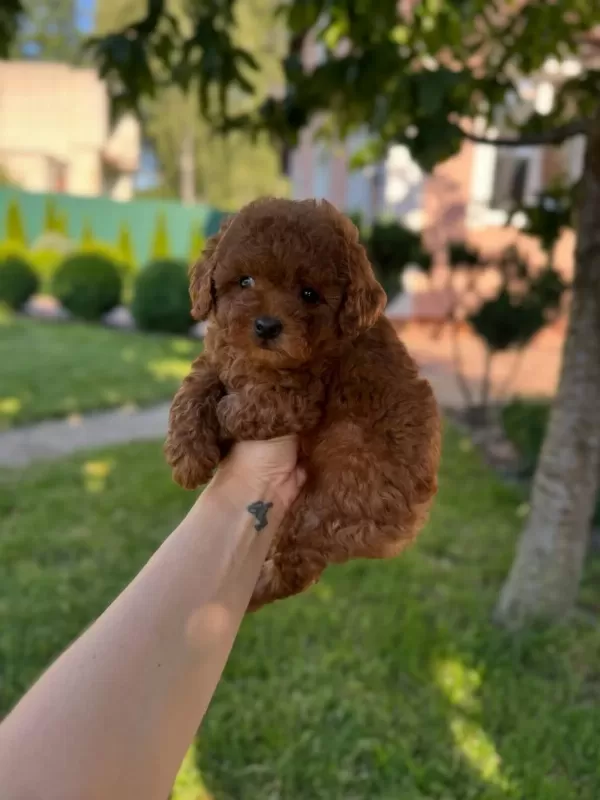 Red Toy Poodle Yavrulari