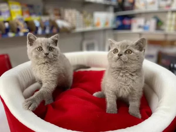 Piril Piril Blue Lilak British Shorthair Bebekler