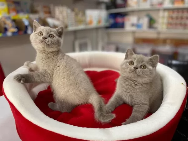 Piril Piril Blue Lilak British Shorthair Bebekler