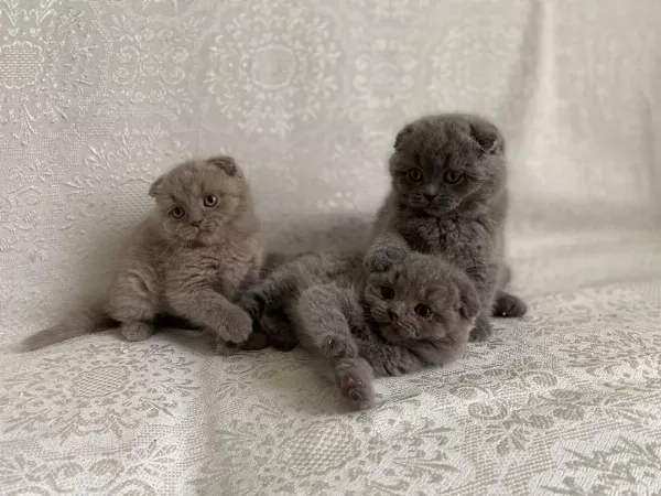Show Kalite Tam Kapali Kulak Lilak Scottish Fold
