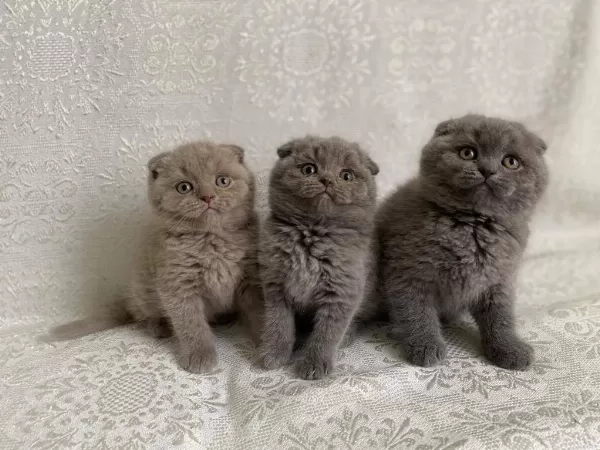 Show Kalite Tam Kapali Kulak Lilak Scottish Fold