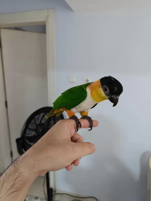 1 Yaşında Evcil Kayık Papapağnı