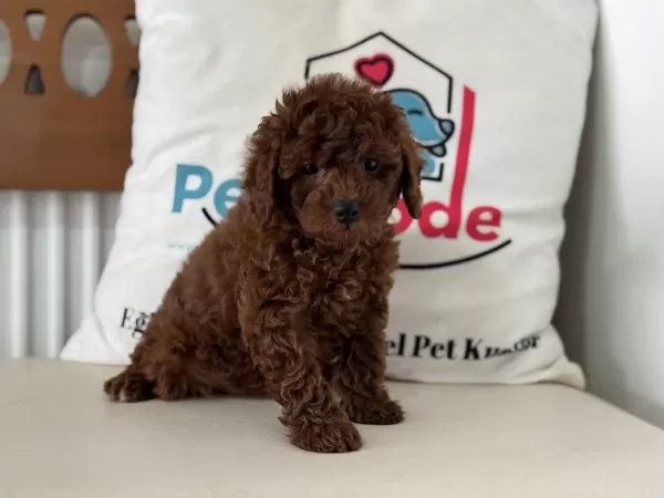 Ruhsatlı Çiftlikden Redbrown Toy Podlle Yavrular