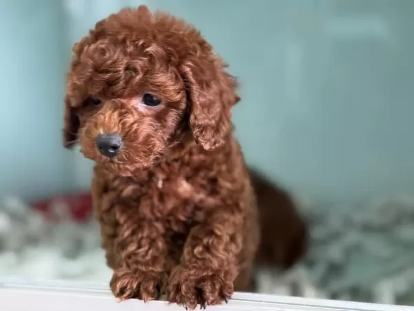 Ruhsatlı Çiftlikden Redbrown Toy Podlle Yavrular