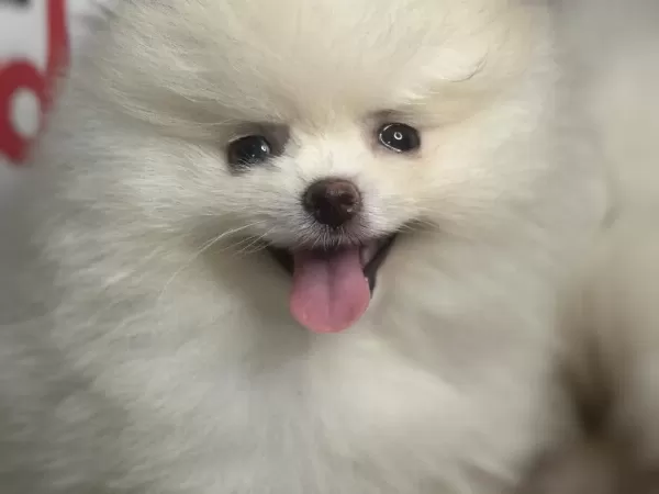 Ankranın En Güzel Pomeranian Ları Ziyarete Açık