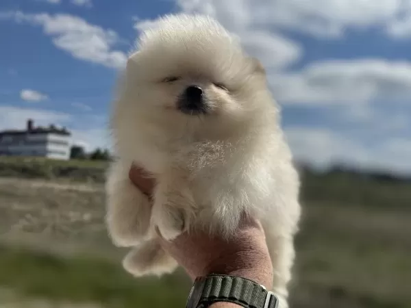 Ankranın En Güzel Pomeranian Ları Ziyarete Açık