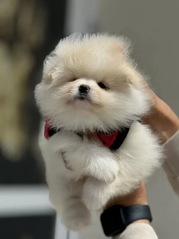 Ankranın En Güzel Pomeranian Ları Ziyarete Açık