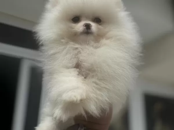 Ankranın En Güzel Pomeranian Ları Ziyarete Açık