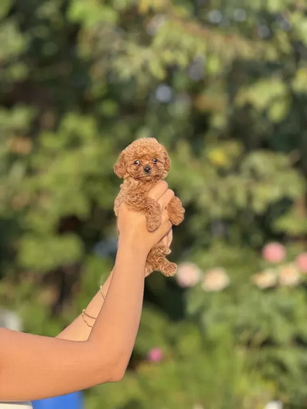 Show Kalite Poodle Bebekler