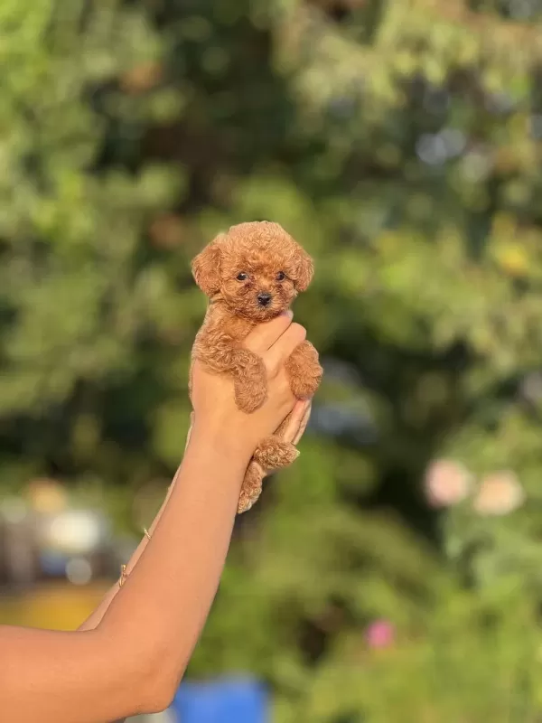 Show Kalite Poodle Bebekler