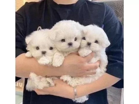 Mini Boy Maltese Yavrularımız