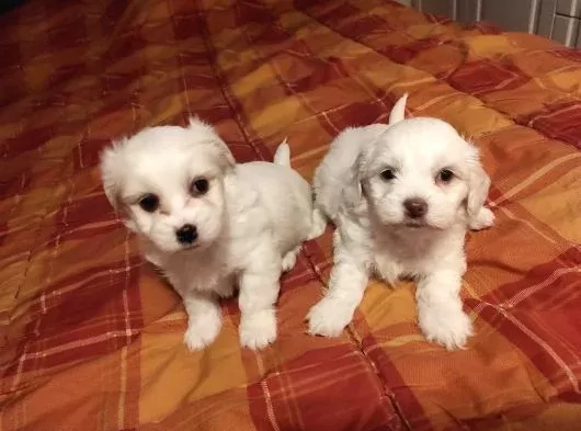 0 numara maltese bebeklerimiz