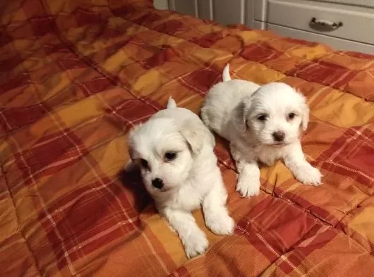 0 numara maltese bebeklerimiz