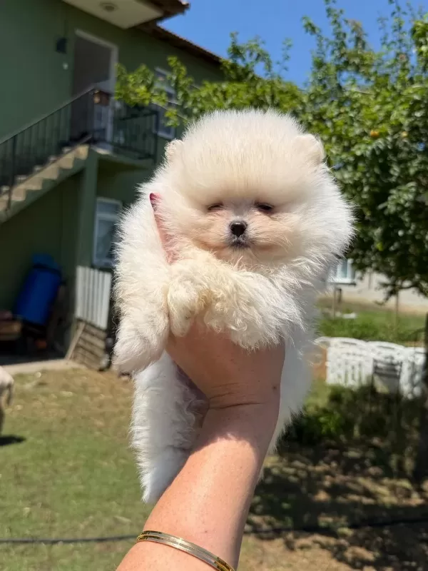 Teacüp Pomeranian Boo