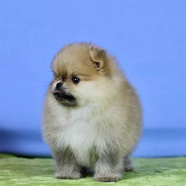Pomeranian Yavrulari Antalya