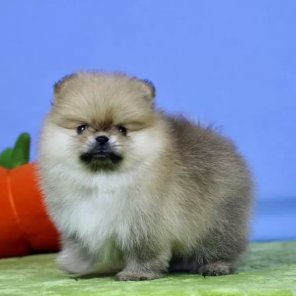 Pomeranian Yavrulari Antalya