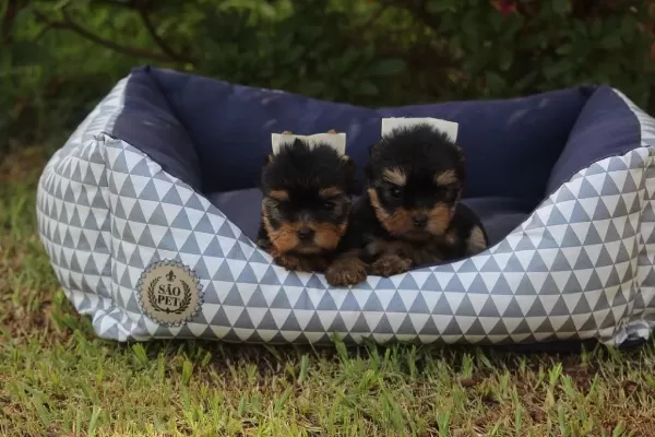 Tea Cup Yorkshire Terrier Yavrulari