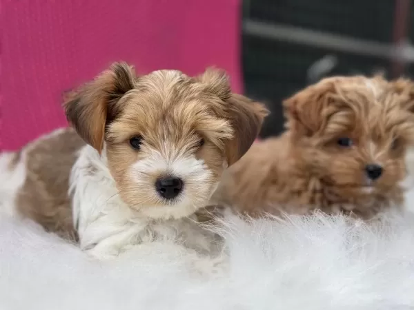 Dizany İrk Tea Cup Morkie Yavrularımız
