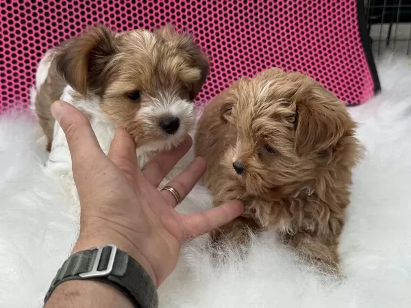 Dizany İrk Tea Cup Morkie Yavrularımız