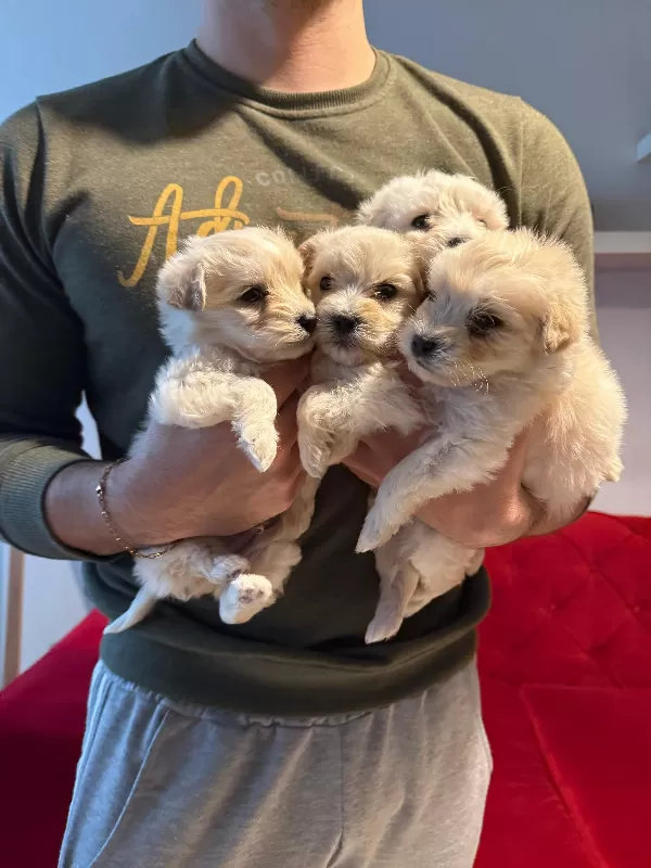 Evinizin neşesi maltipoo bebeklerimiz