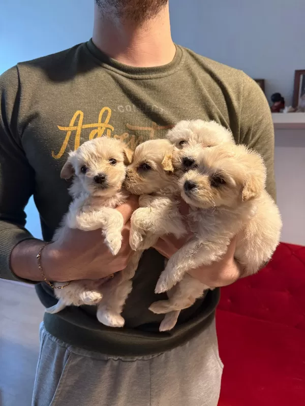 Evinizin neşesi maltipoo bebeklerimiz