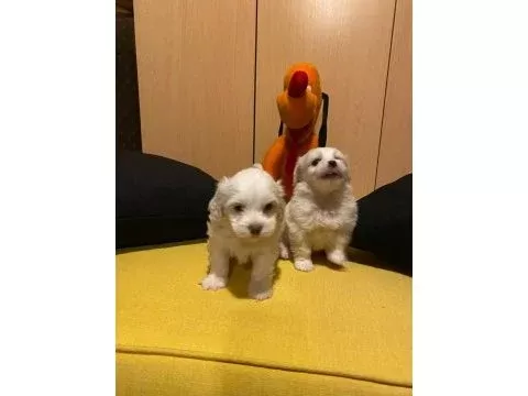 Maltipoo bebeklerimiz uygundur